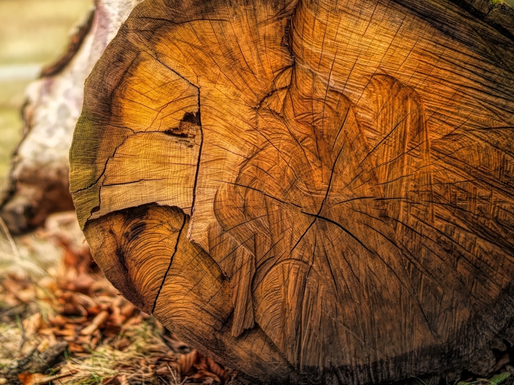 Nature © by jplenio | pixabay