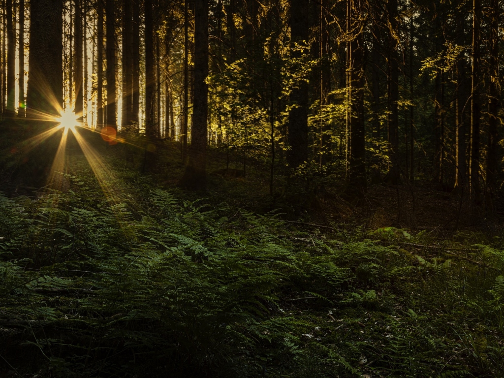 Sunset © by mila-del-monte | pixabay